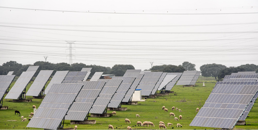 Ground mount projects: Solar panels generating solar power in a field, with grazing sheep.