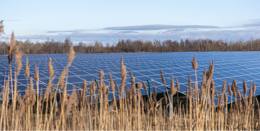Ground-mounted solar panels fill a field, with blurred dry reeds in the foreground and bare trees in the background.
